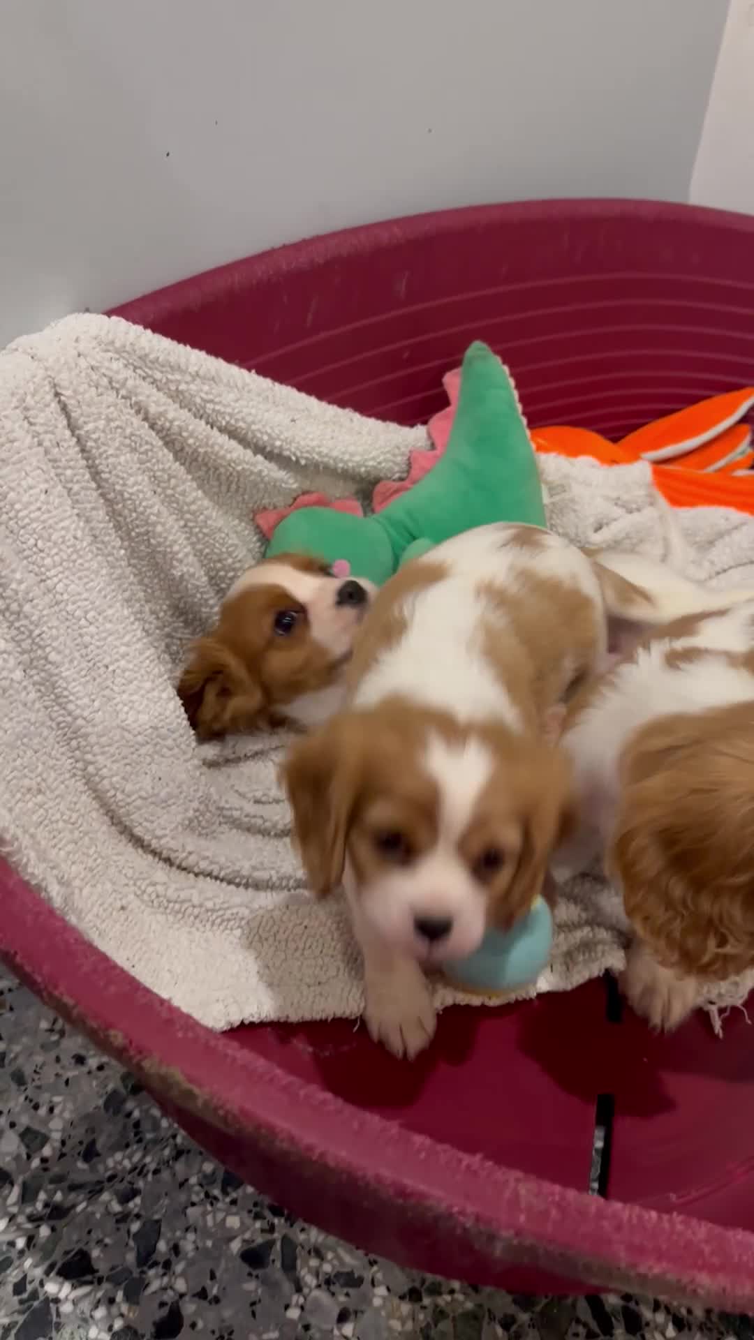 Cavalier King Charles Spaniel dogs for sale: Cavalier King Charles Spaniel puppies - Video 2