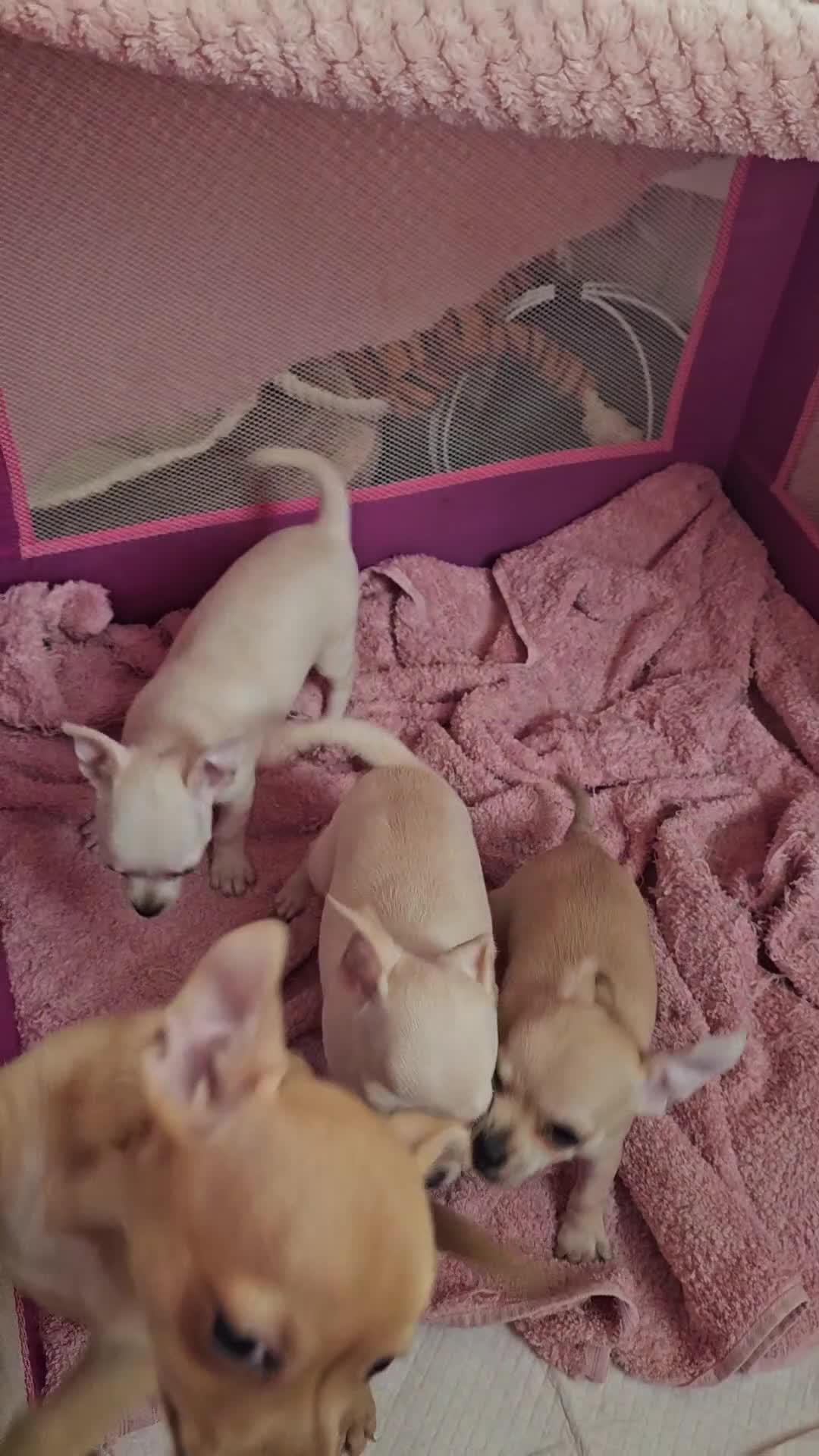 Chihuahua dogs for sale: Chihuahuas for SALE! - Video 5