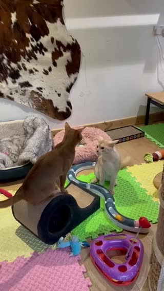 Abyssinian cats for stud: Champion lines Aby Red-Silver boy for stud in Romford - Video 4