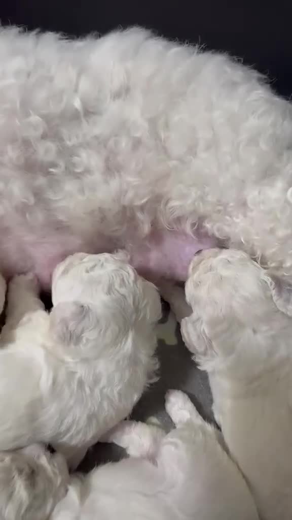 Bichon Frise dogs for sale: KC Registered Bichon Frise Champion Lines  - Video 1