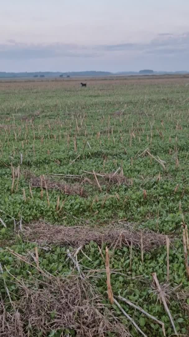 German Shorthaired Pointer dogs for stud: PROVEN  full KC Reg GSP 5th Generation working in Liverpool - Video 2