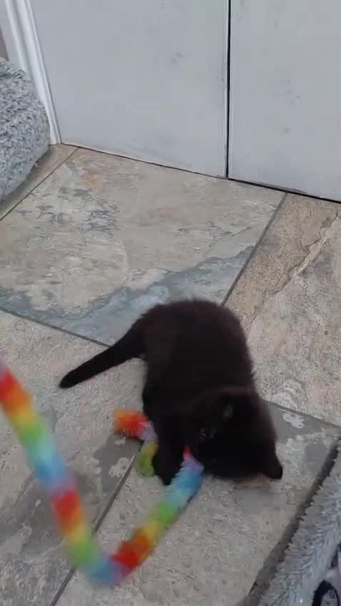 Maine Coon cats for sale: Fluffy kitten part Maine Coon  - Video 1