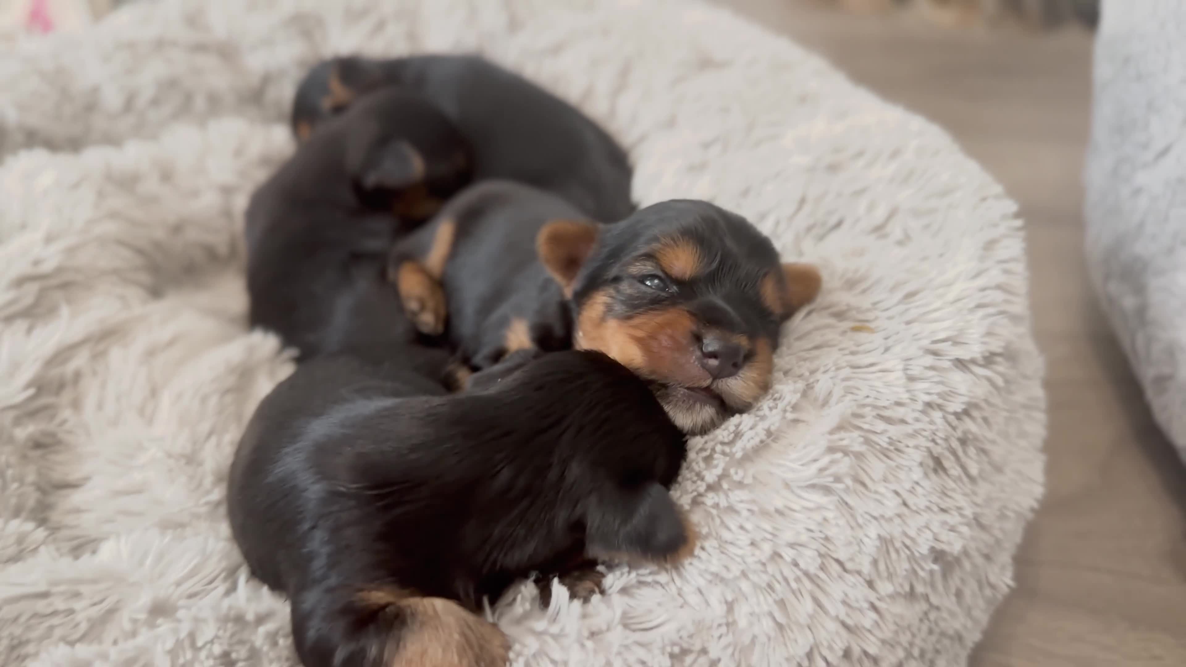Yorkshire Terrier dogs for sale: ❤️ Gorgeous Miniature Yorkshire Terriers  - Video 1