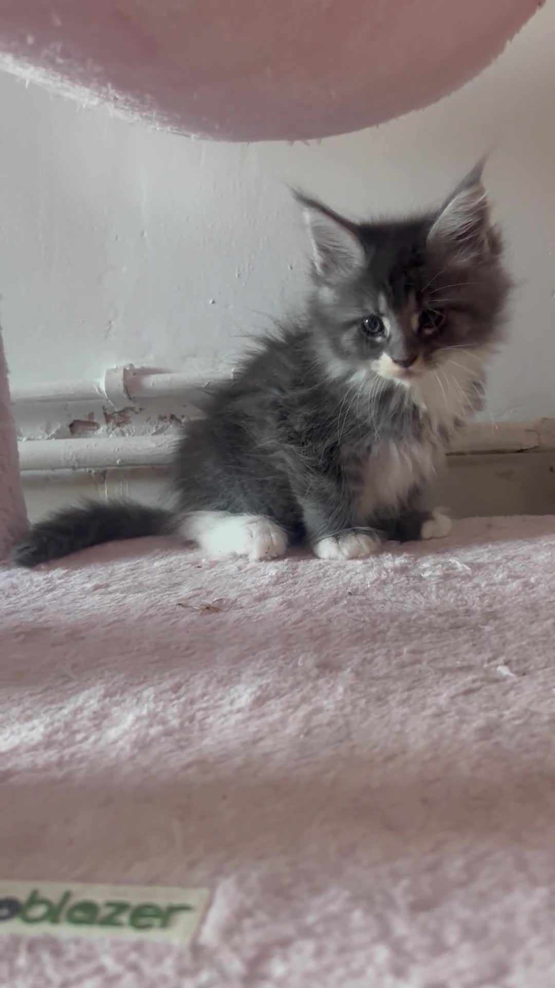 Maine Coon cats for sale: Bicolour blue white beautiful boy 10 weeks today - Video 2