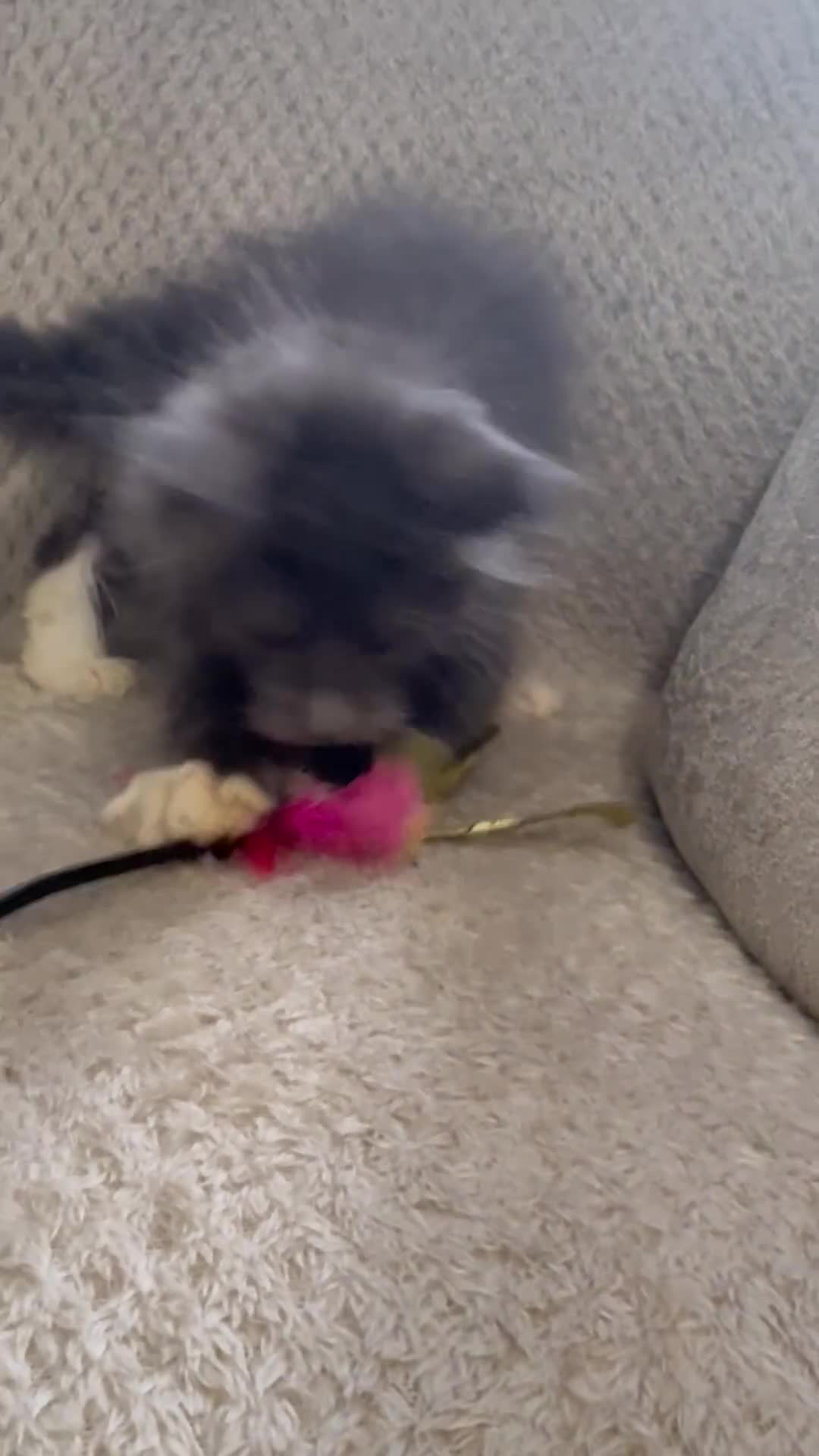 Maine Coon cats for sale: Reduced Pedigree GCCF registered kitten 1.6kg - Video 1