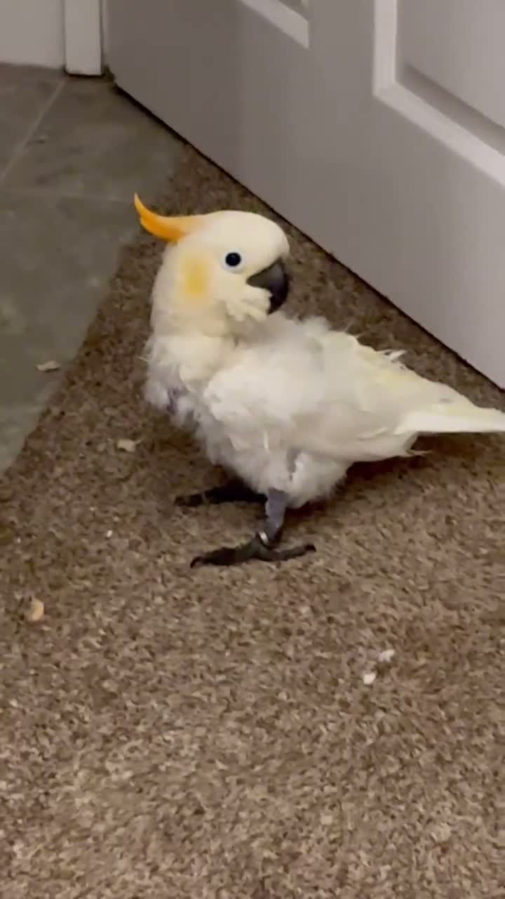 Cockatoo birds for sale: Sulphur Cockatoo in Sheffield - Video 1