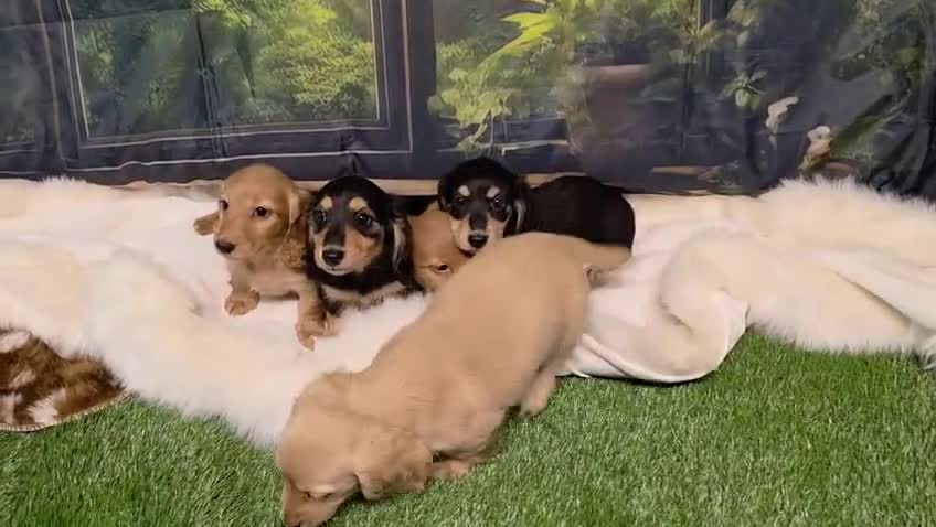 Miniature Dachshund dogs for sale: Miniature Dachshund Long Haired KC - Video 2
