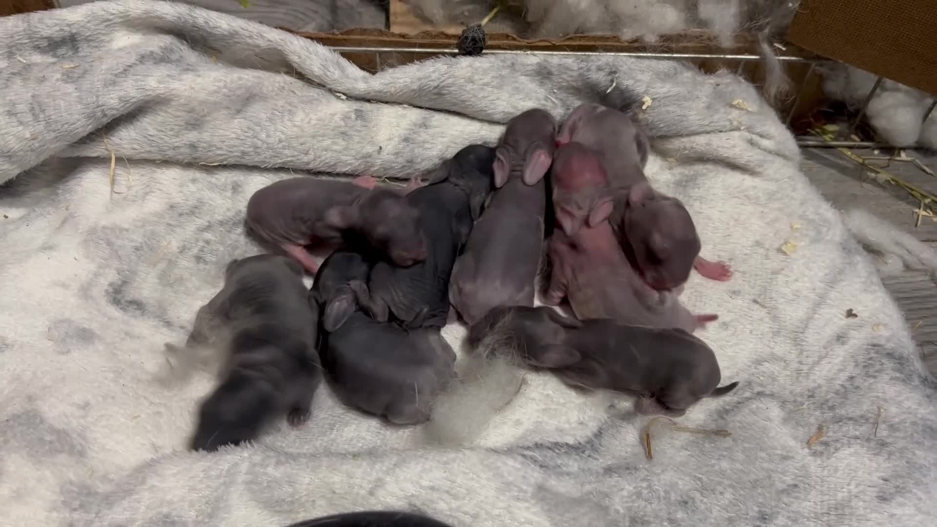 Continental Giant rabbits for sale: GERMAN GIANTS (continentals) 8 kits available  - Video 2