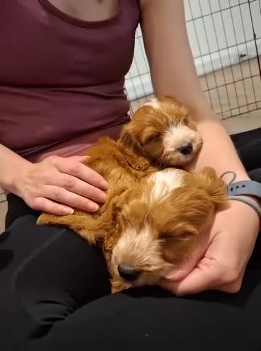 Cockapoo dogs for sale: COCKAPOO  READY NOW !!!! - Video 3