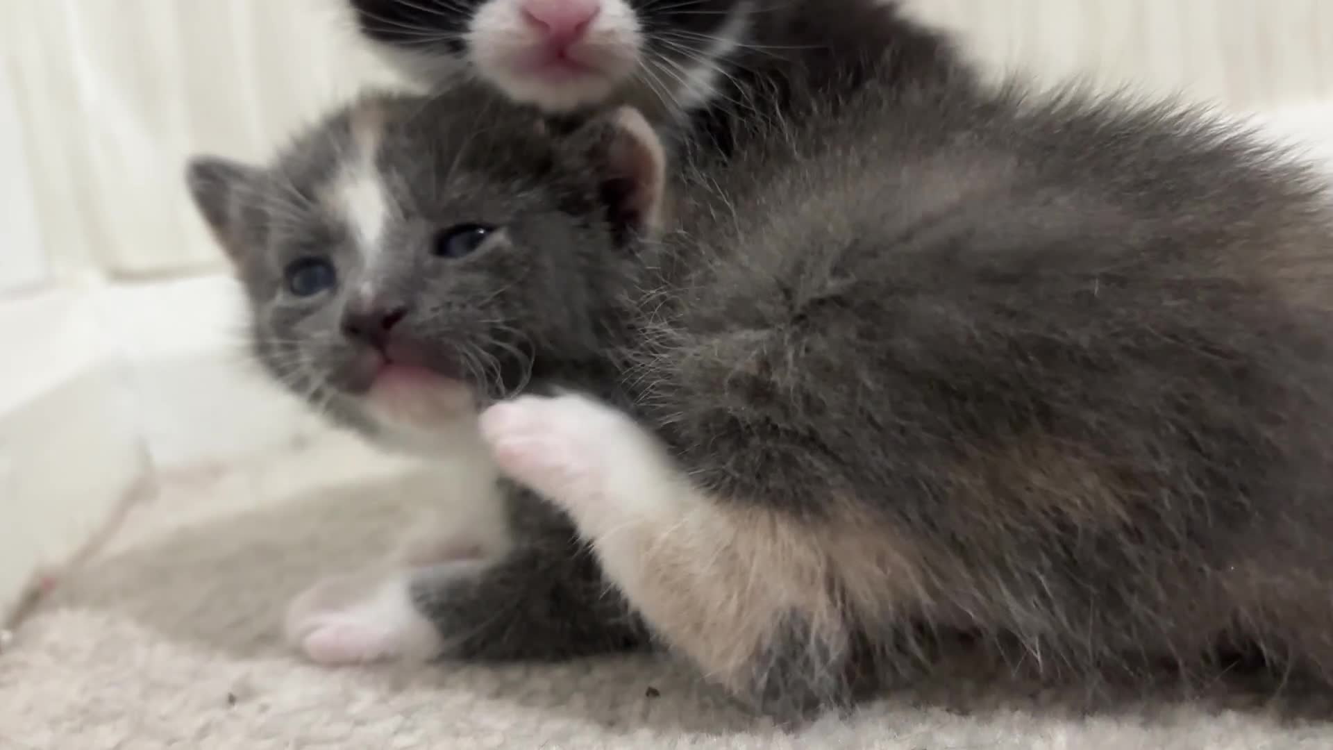 Mixed Breed cats for sale: Grey Kitten, Black & White - Video 2