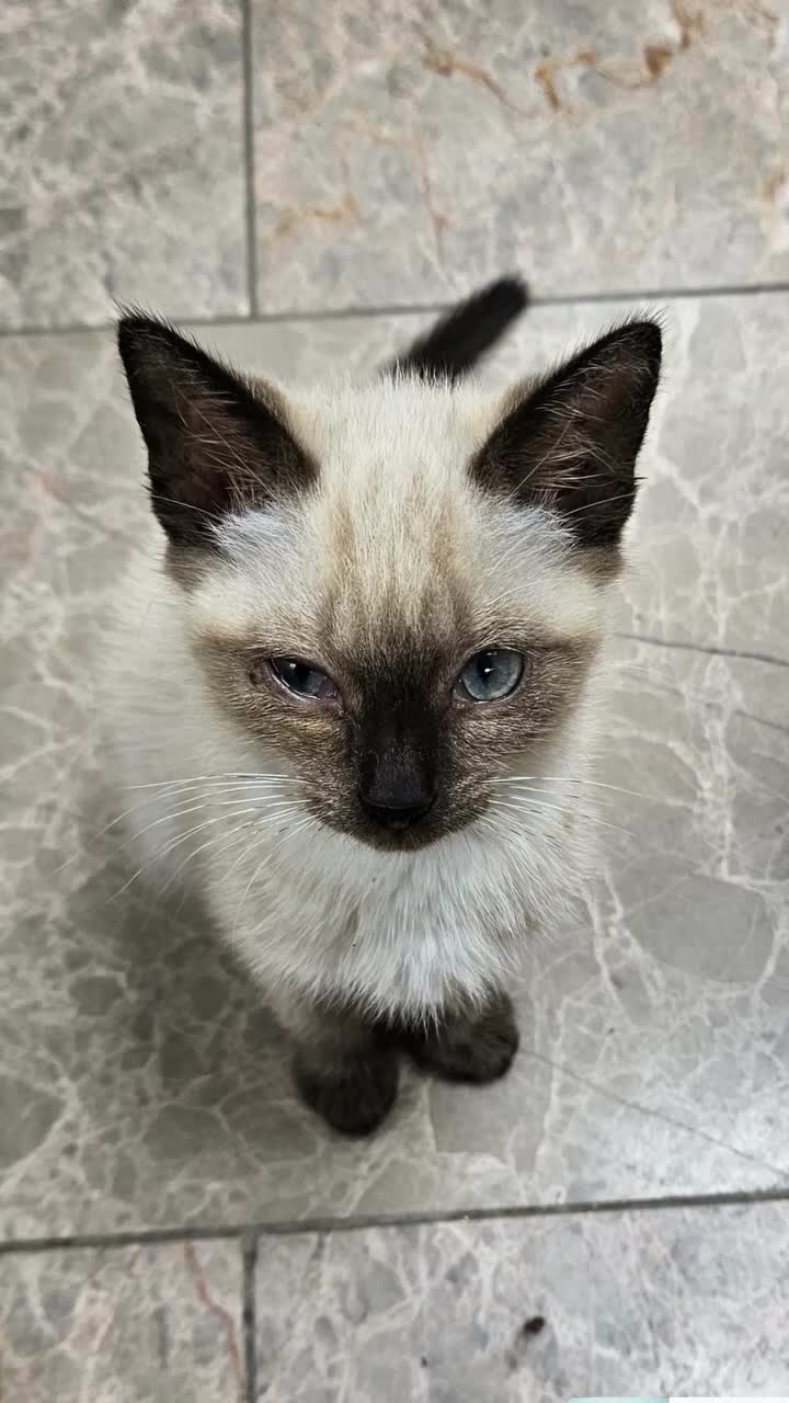 Ragdoll cats for sale: Cat 1 male - Video 1