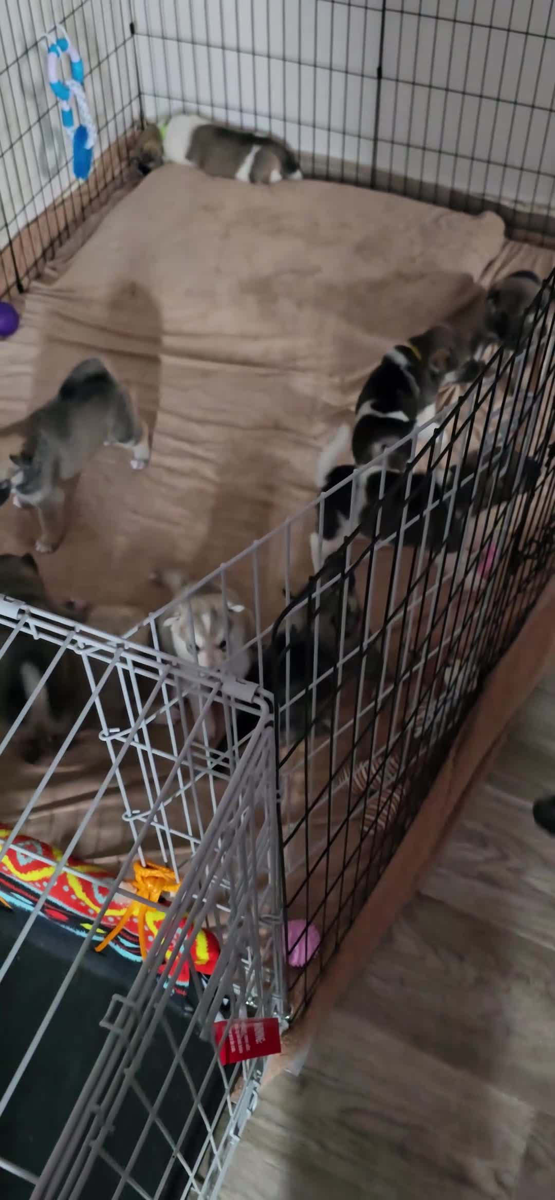 Akita dogs for stud: American akita proven stud  - Video 1