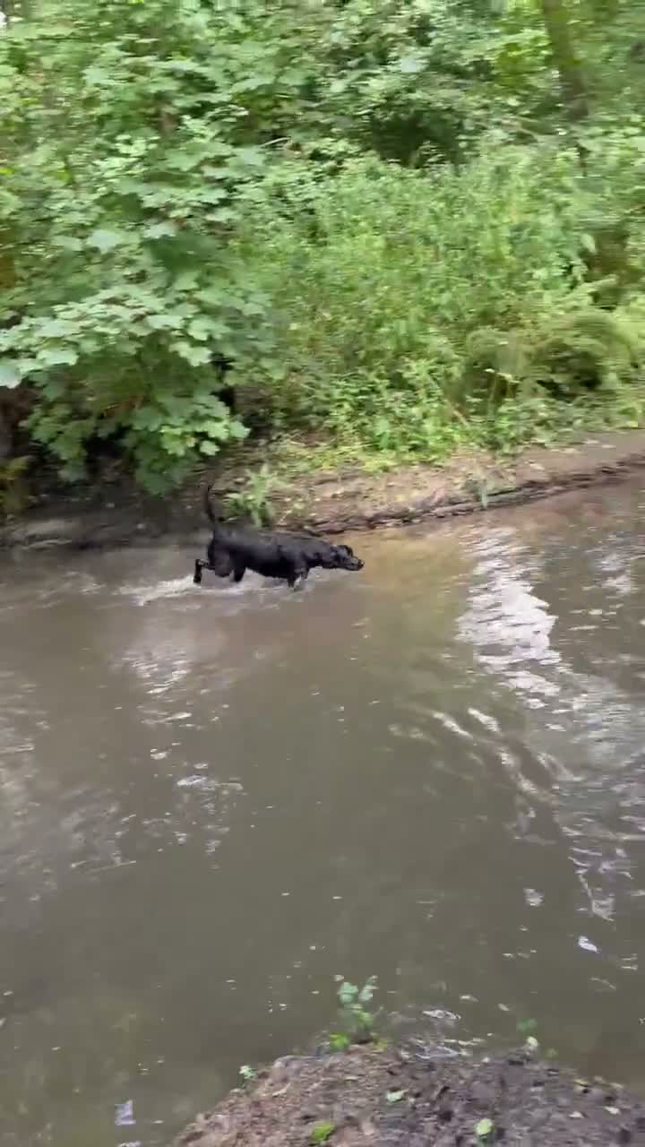 Labrador Retriever dogs for stud: KENLEAP SCARECROW 2yr old stud dog  in Basingstoke - Video 1