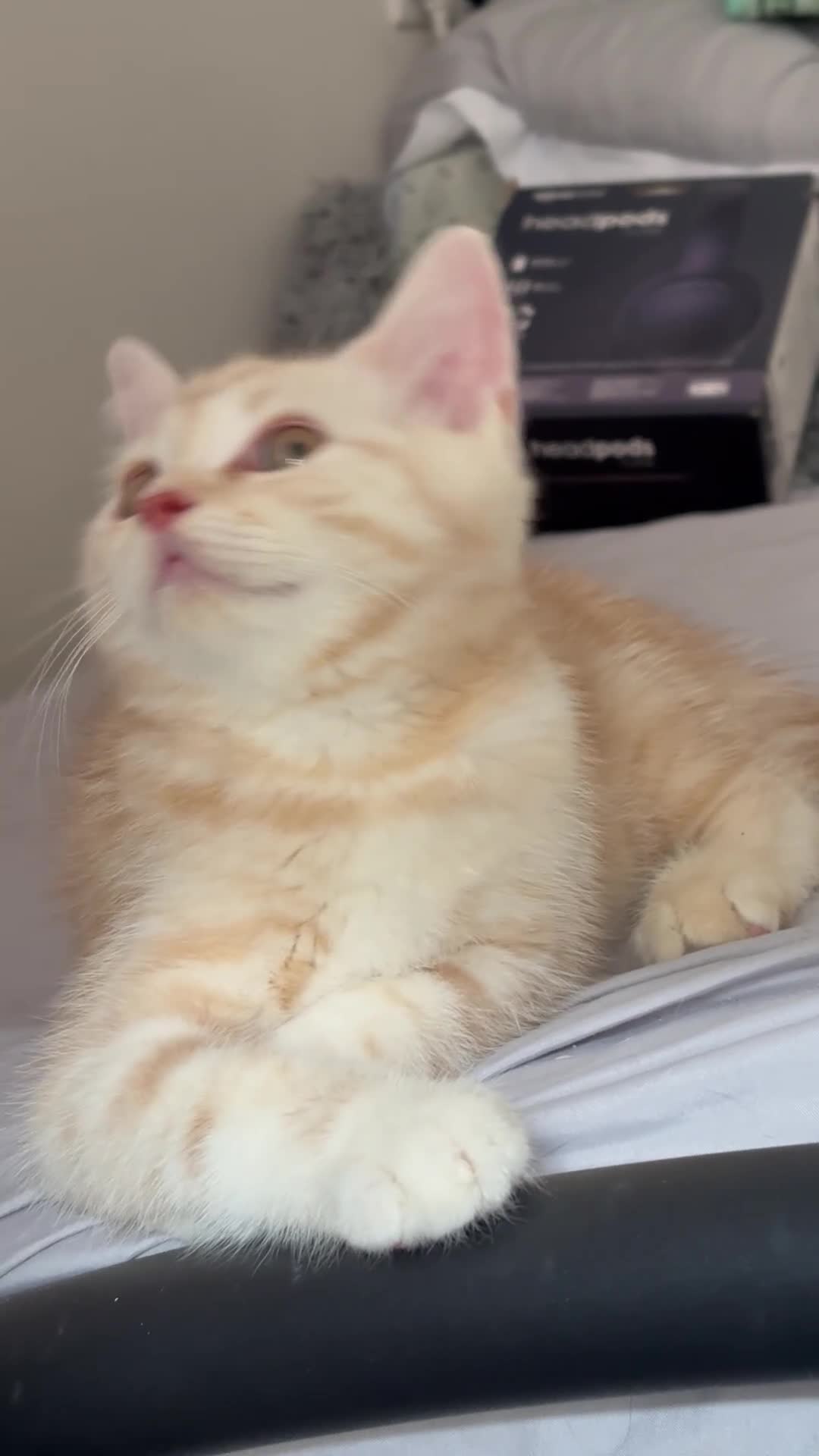 British Longhair cats for sale: British Shorthair & Longhair Kittens - Video 2