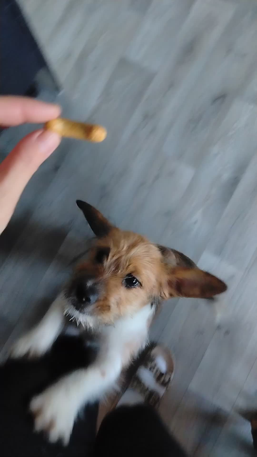 Mixed Breed dogs for sale: Shweenie pup looking for forever home - Video 1