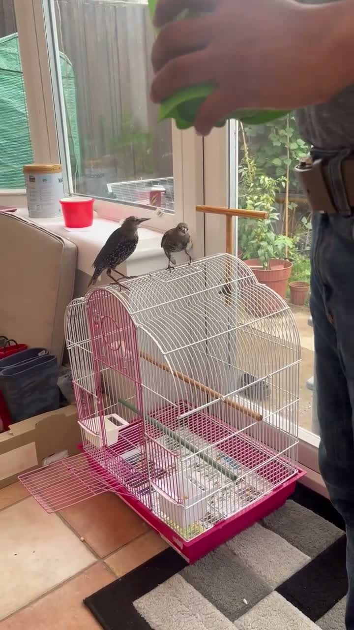Softbills birds for sale: Common Starling - Video 2