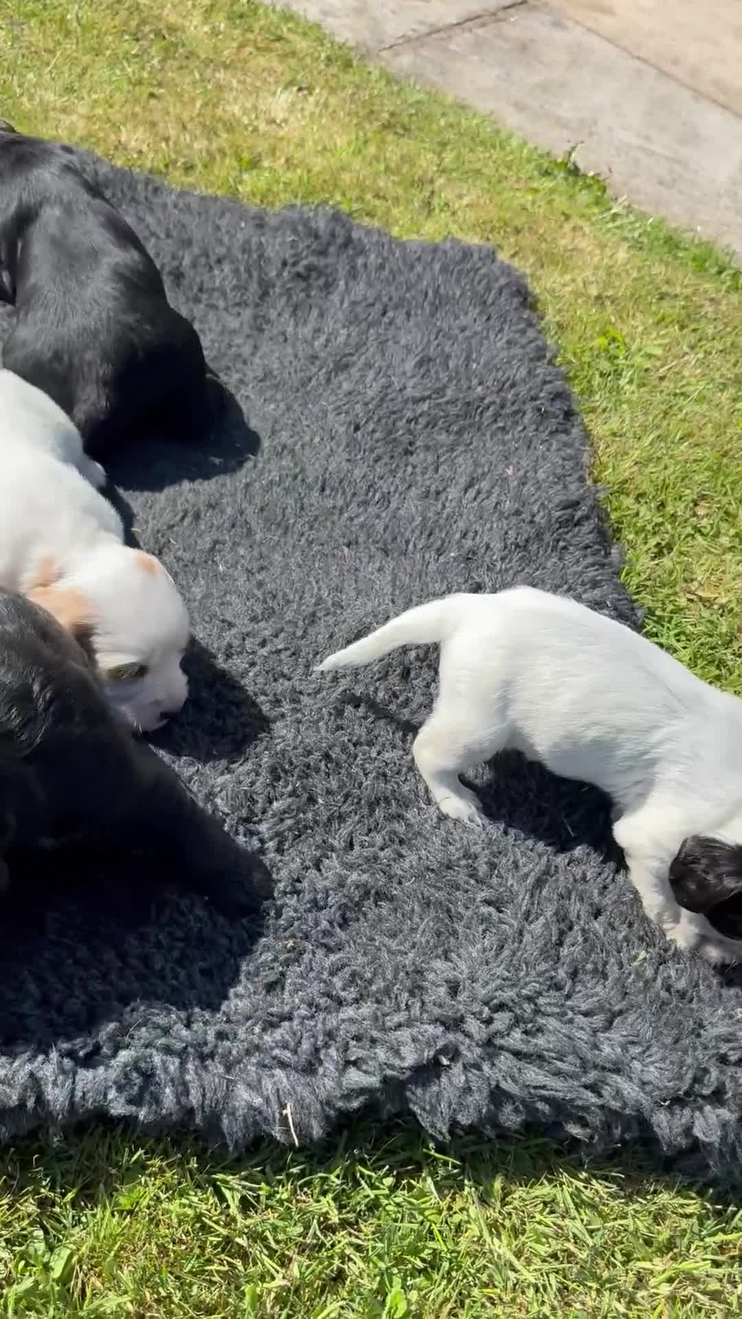 Cocker Spaniel dogs for sale: FULLY VACCINATED Black FEMALE cocker spaniel in Mold - Video 3