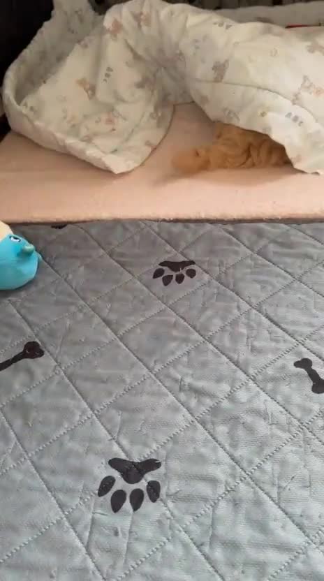 Maltipoo dogs for sale: So adorable and Tiny F1 Korean Maltipoo - Video 1