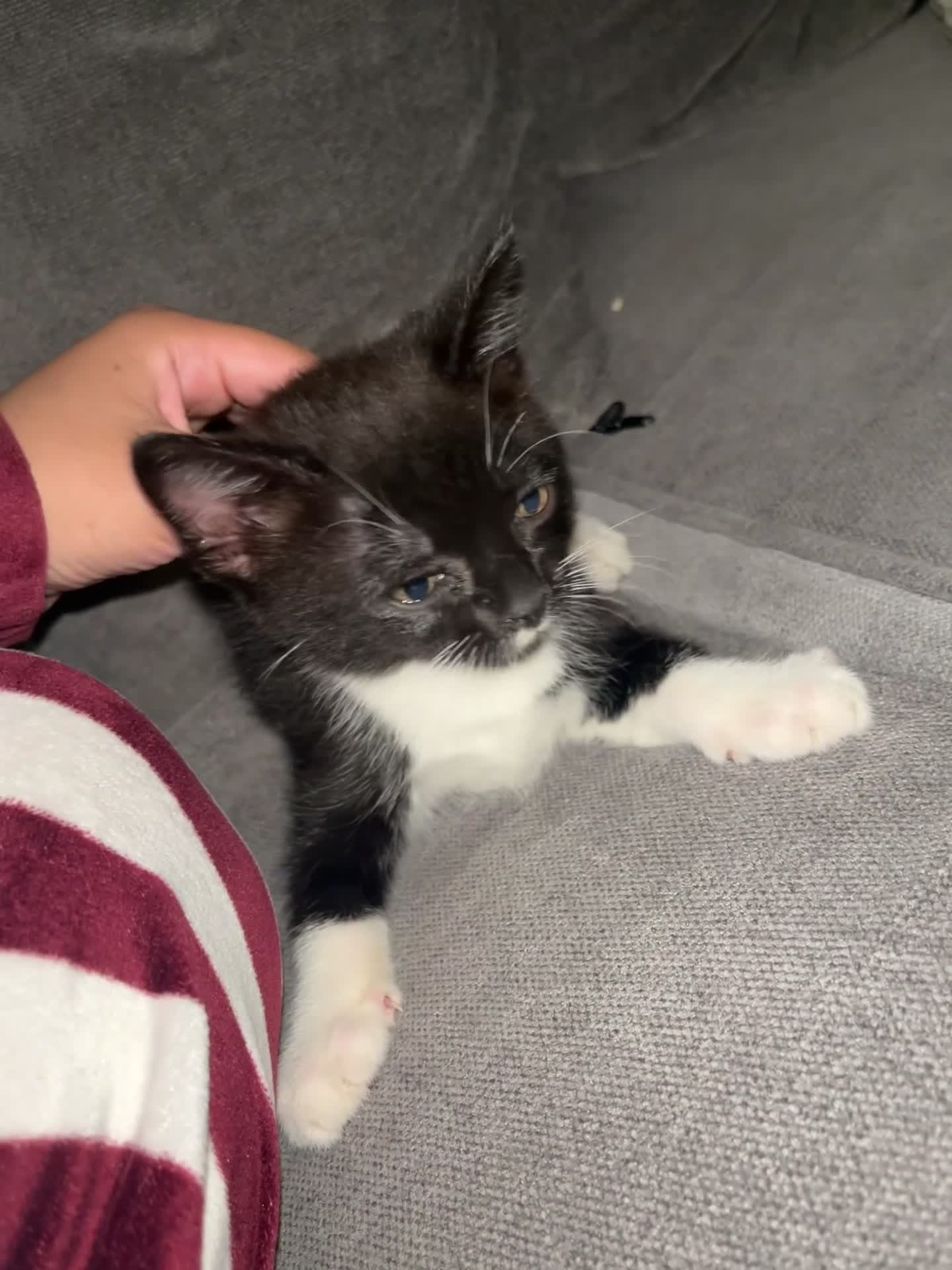 British Shorthair cats for sale: Small cat  - Video 1