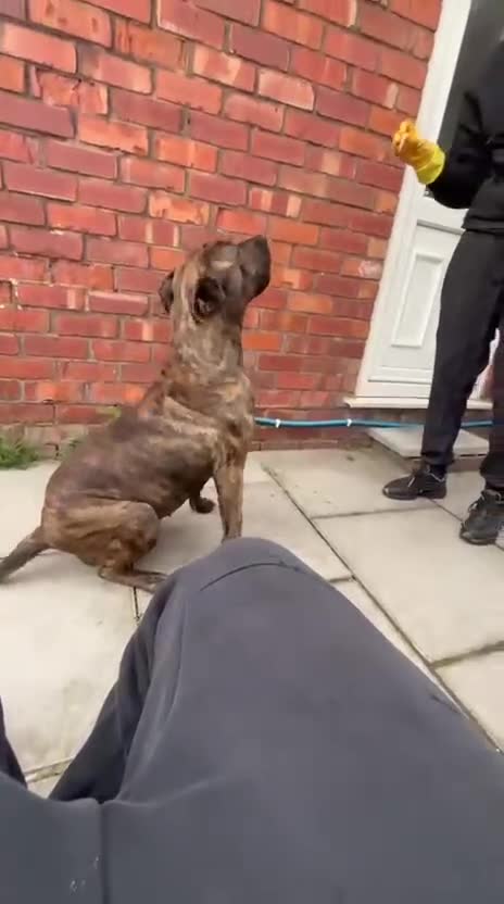 Presa Canario dogs for sale: 18 month old Presa canario  - Video 1