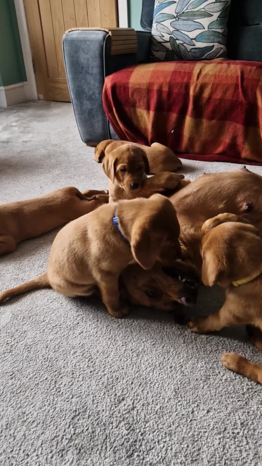 Labrador Retriever dogs for sale: KC Reg Fox-red Lab puppies, working type - Video 2
