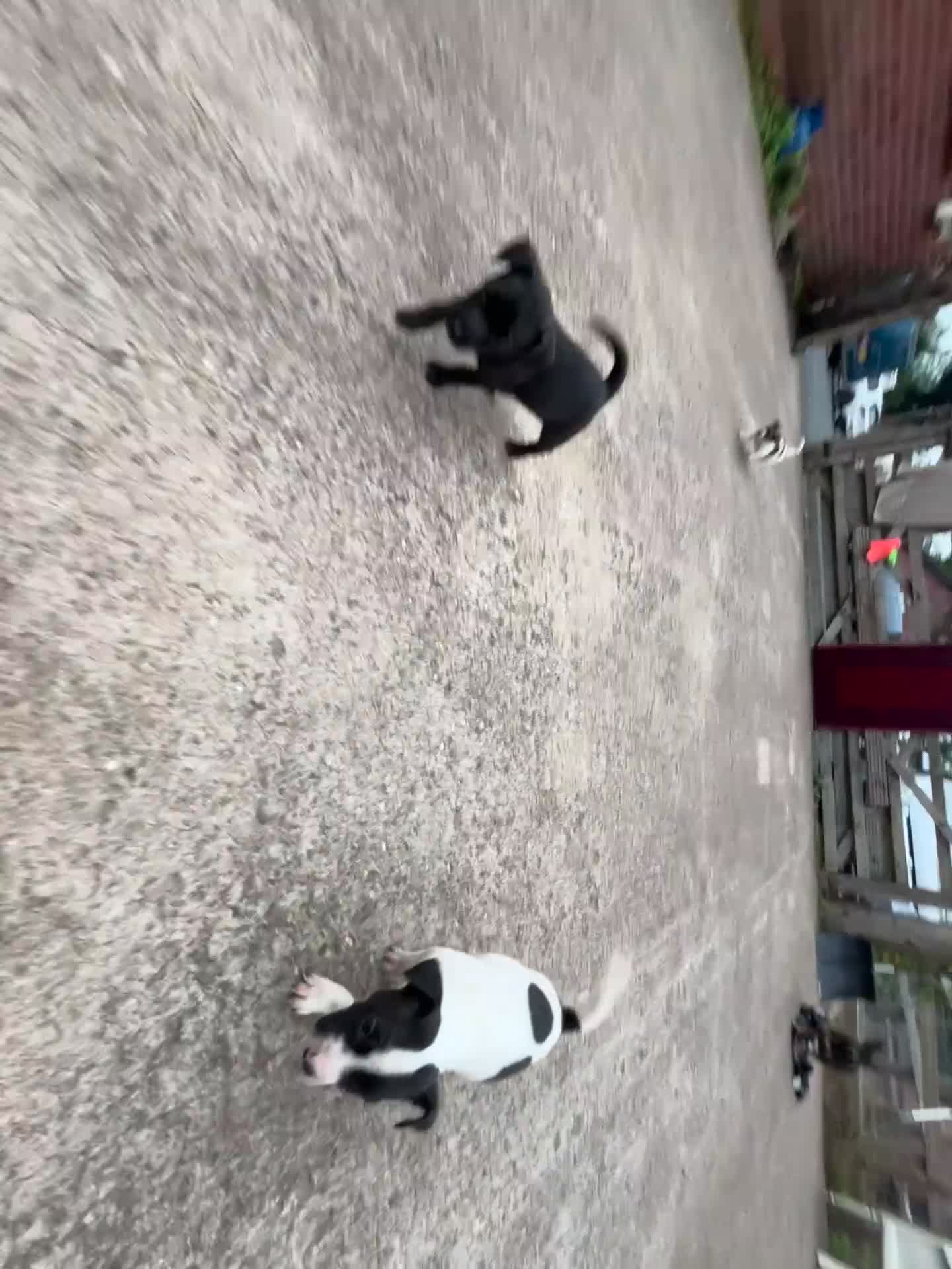 Jack Russell dogs for sale: 2 puppies for sales - Video 5