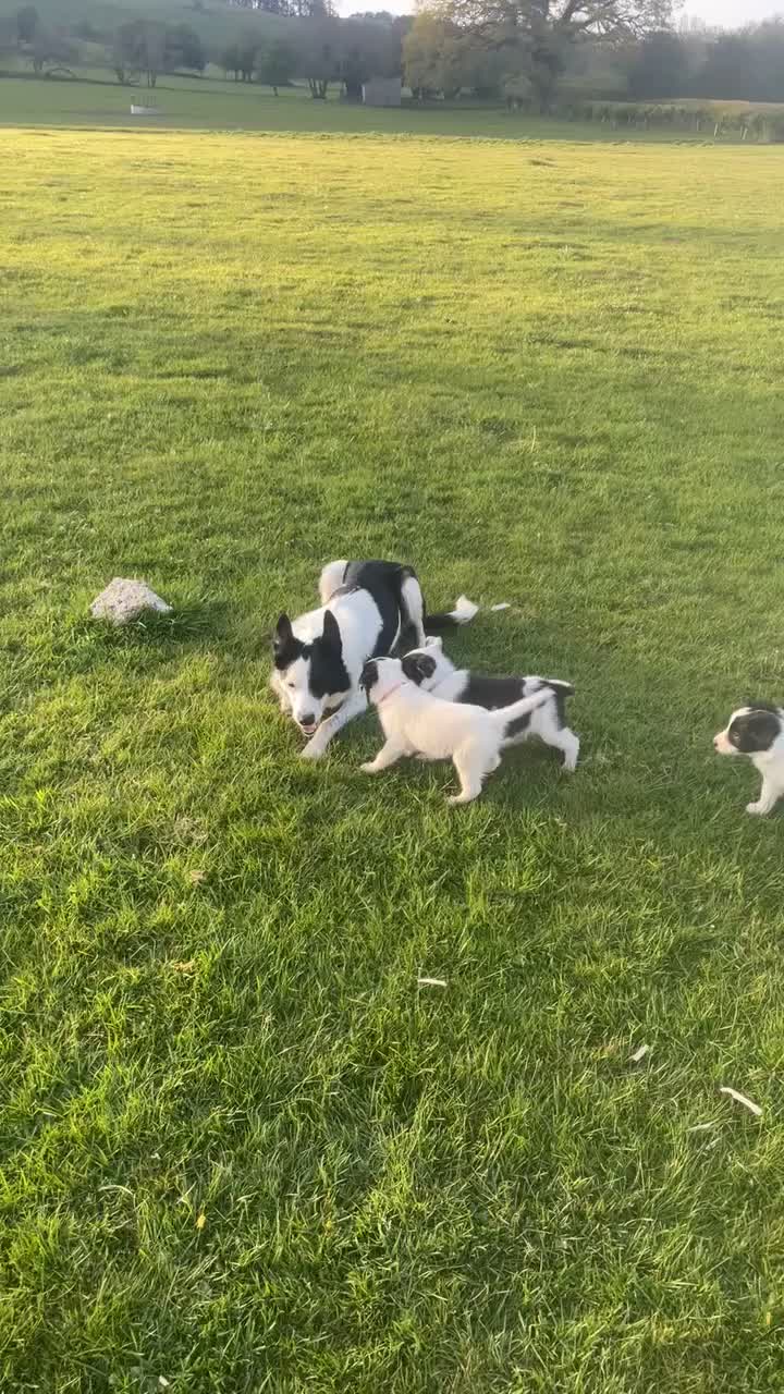 Mixed Breed dogs for sale: Beautiful collie pups  - Video 2