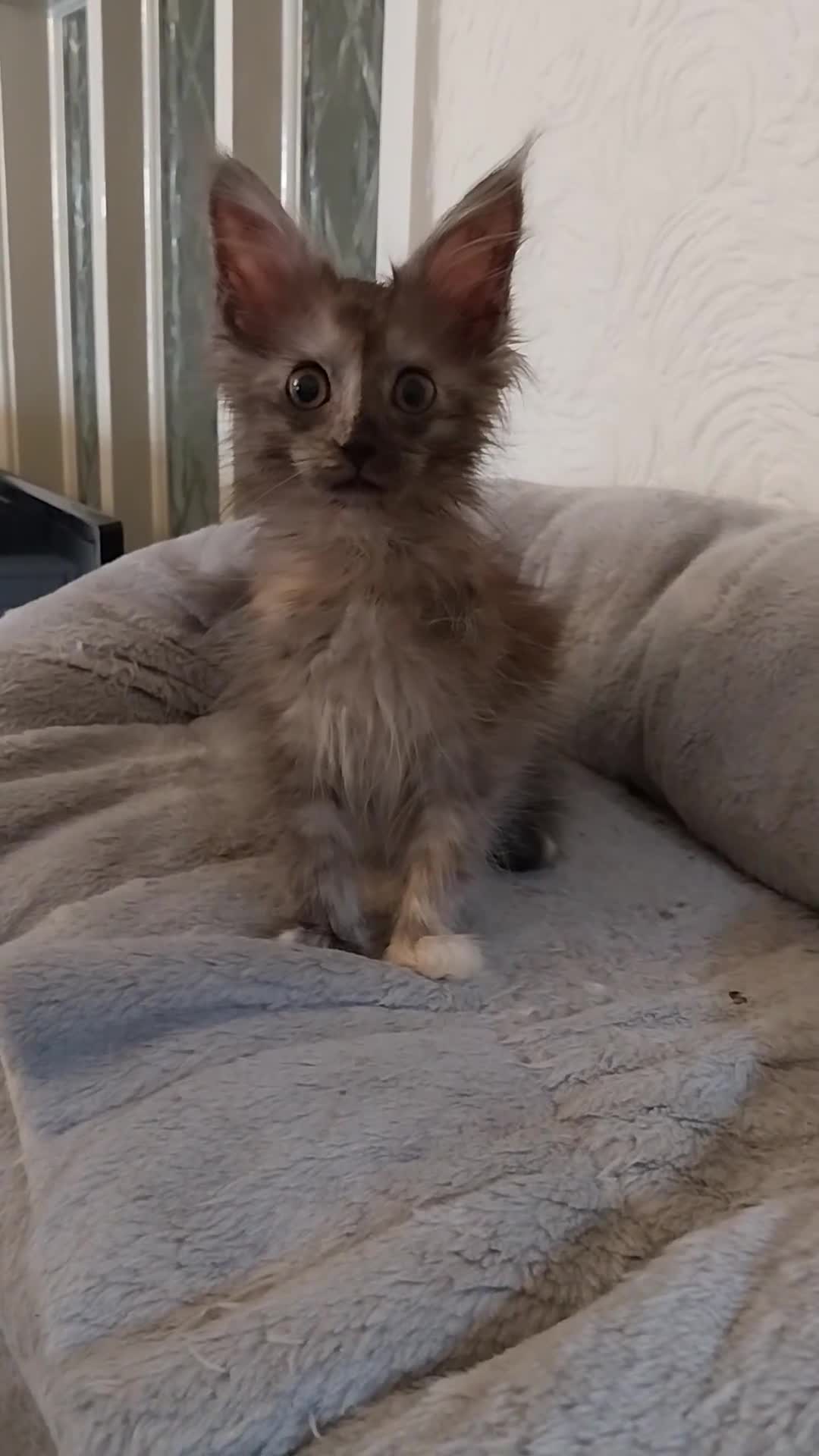 Maine Coon cats for sale: TICA Reg Maine Coon Kittens. Red. Tortie. White - Video 5