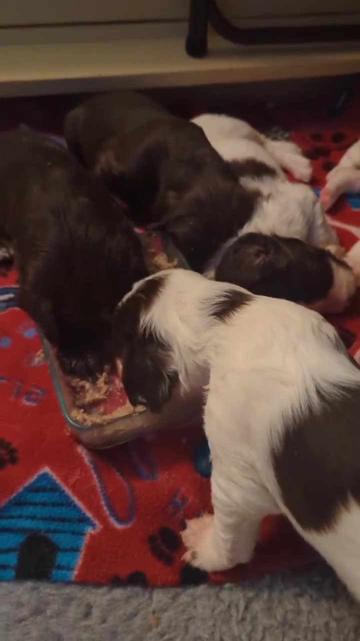 Field Spaniel dogs for sale: Amazing Field puppies Ready for Everhomes. - Video 1