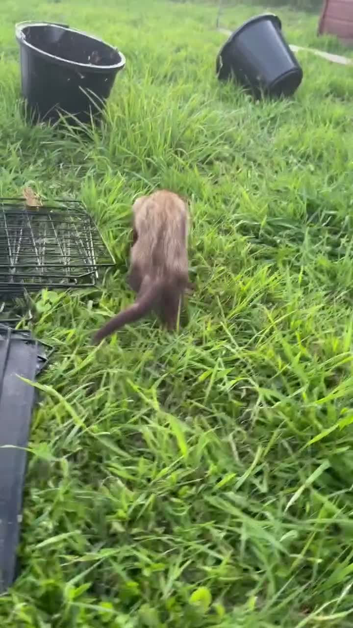 Ferret rodents for sale: Two friendly pet Hobbs  - Video 1