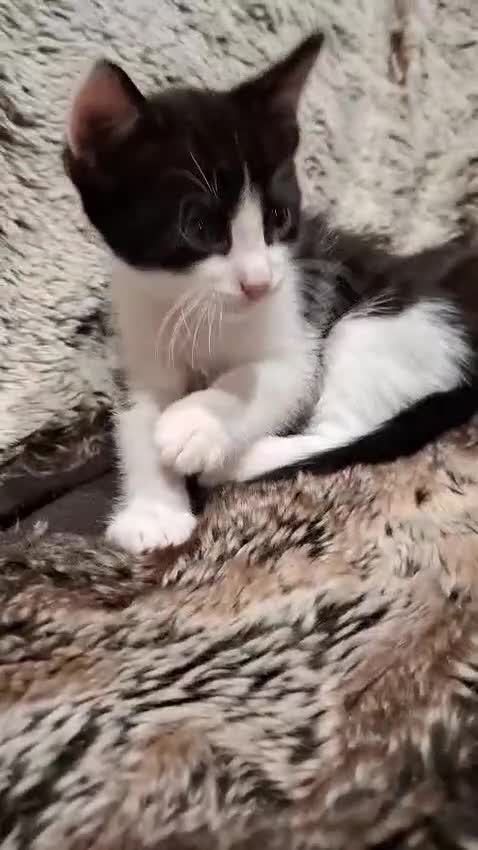 Ragdoll cats for sale: 3 Male Kittens Ragdoll X Turkish Angora  - Video 1