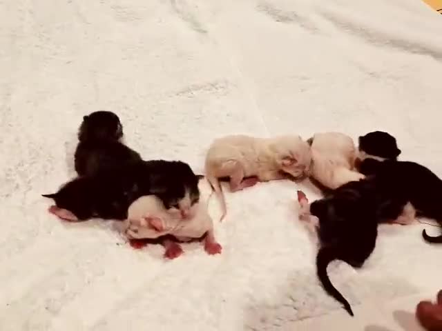 Mixed Breed cats for sale: Our Home to Yours – Snow’s Beautiful Second Litter - Video 1