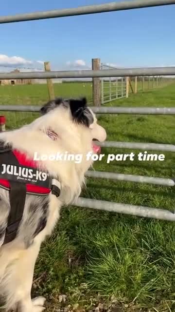 Mixed Breed dogs for sale: Hungarian vizsla x border collie in Warwick - Video 3