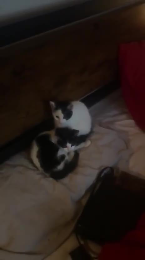 Mixed Breed cats for sale: Kittens for sale in London - Video 1