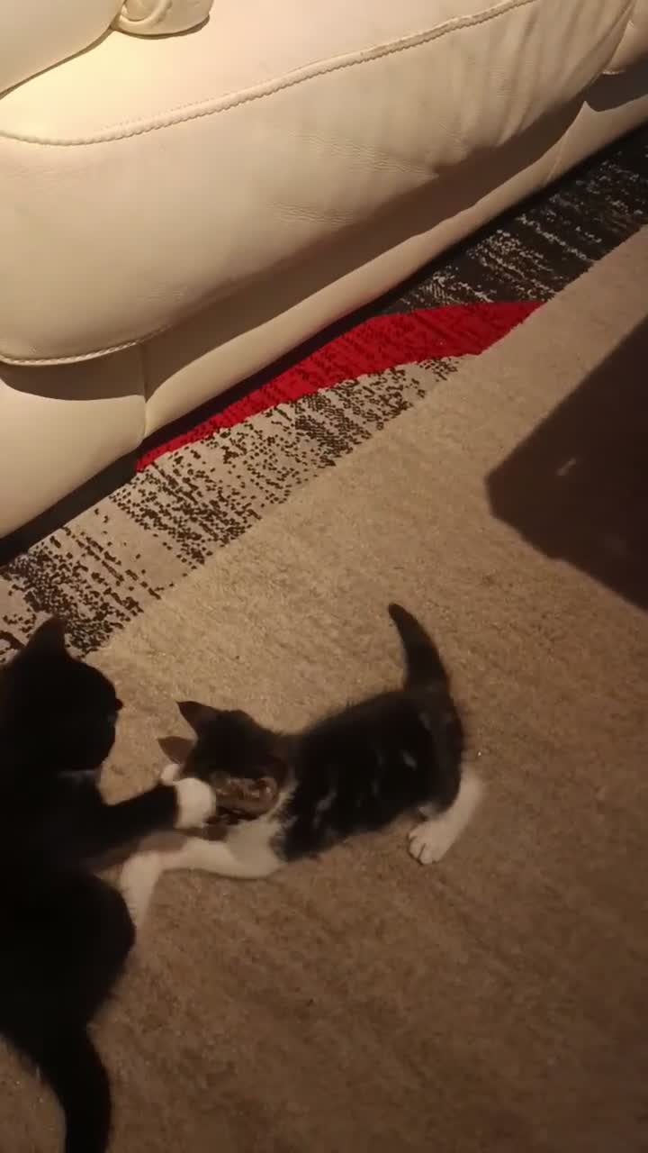 Mixed Breed cats for sale: Kittens looking for a lovely family 😻 in Leeds - Video 1