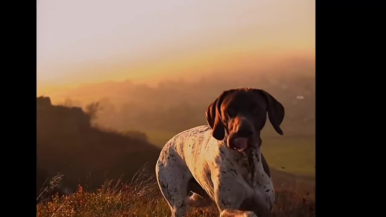 German Shorthaired Pointer dogs for stud: 🌟 IVANHOE THE GREAT 🌟 GSP STUD - Video 1