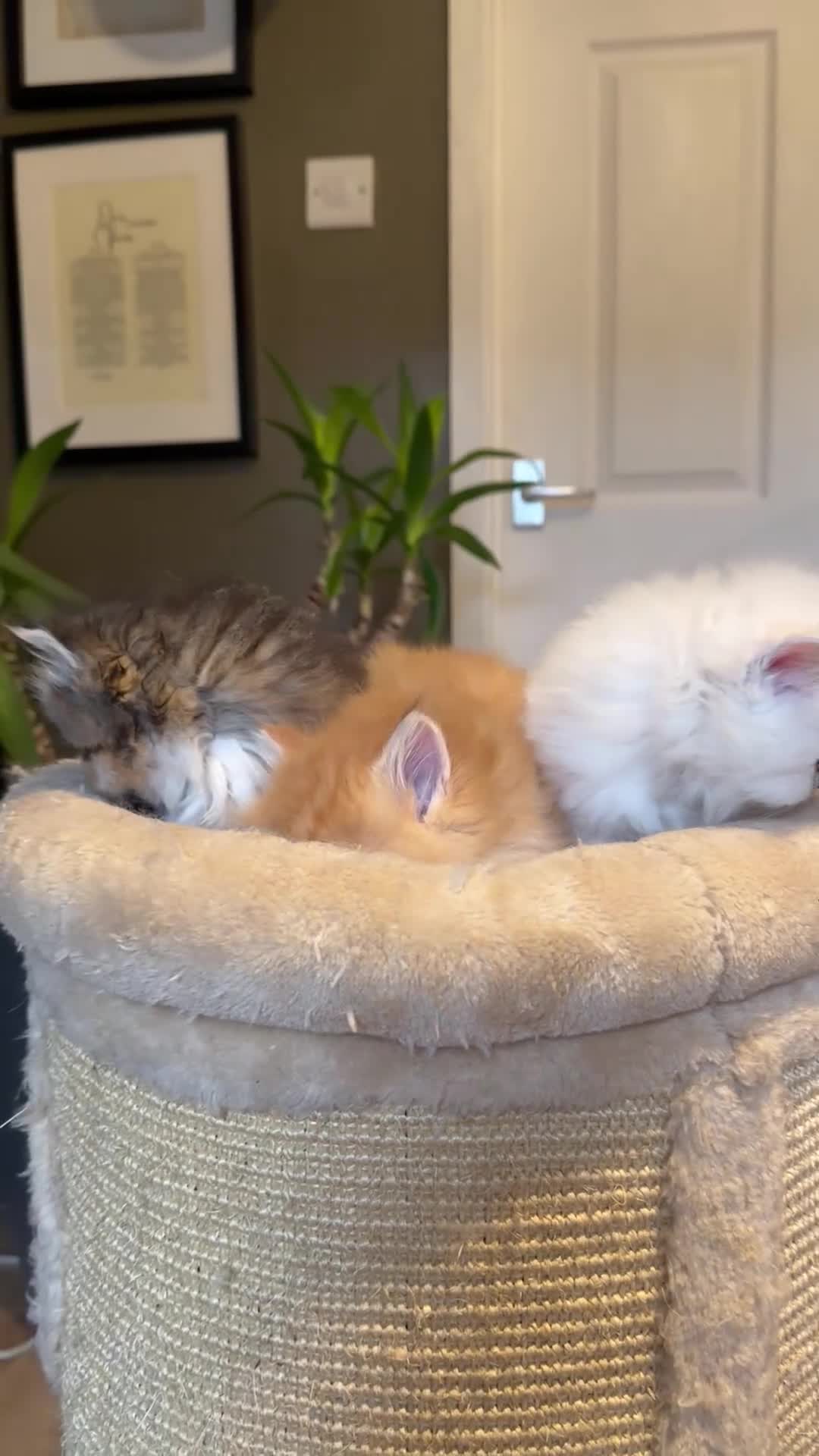 Persian cats for sale: 3 Beautiful Persian Ragdoll - Video 1