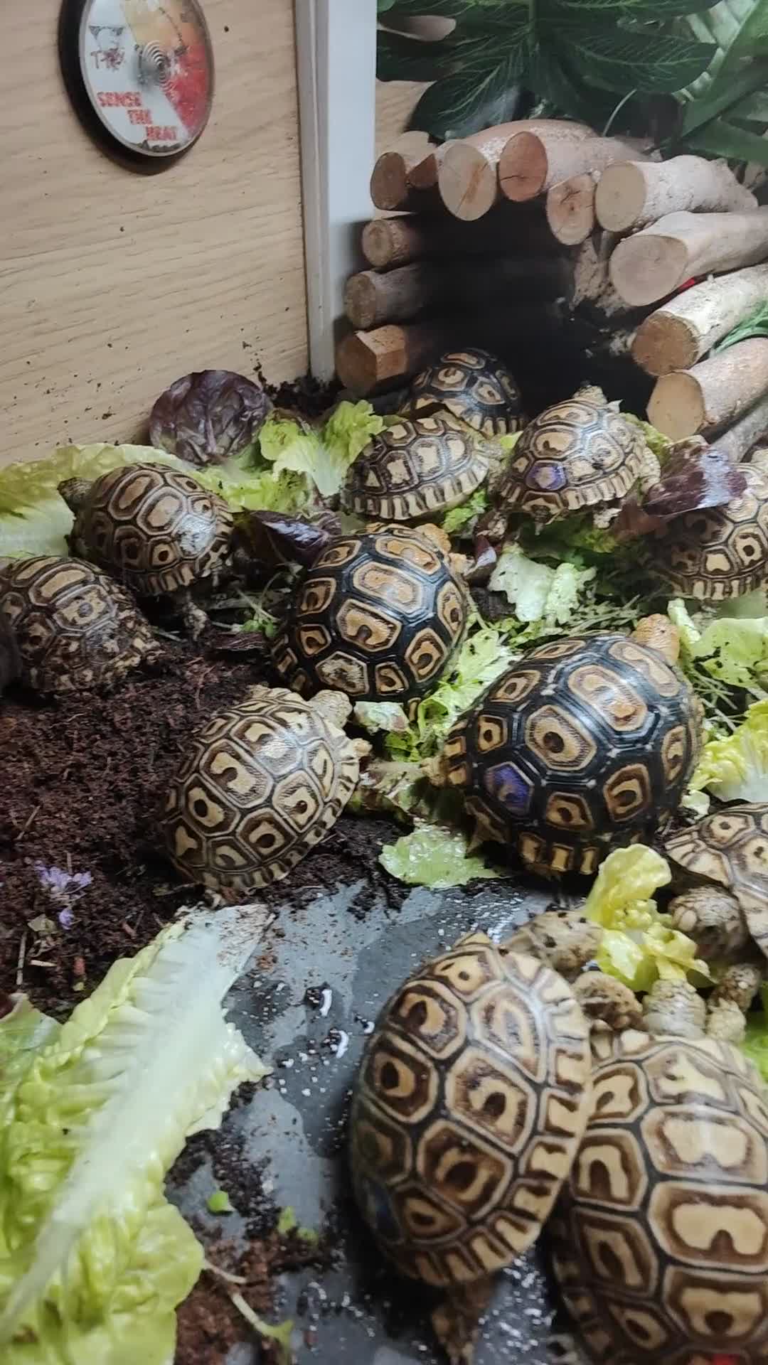 Tortoise reptiles for sale: Leopard Spotted Tortoises - Video 1