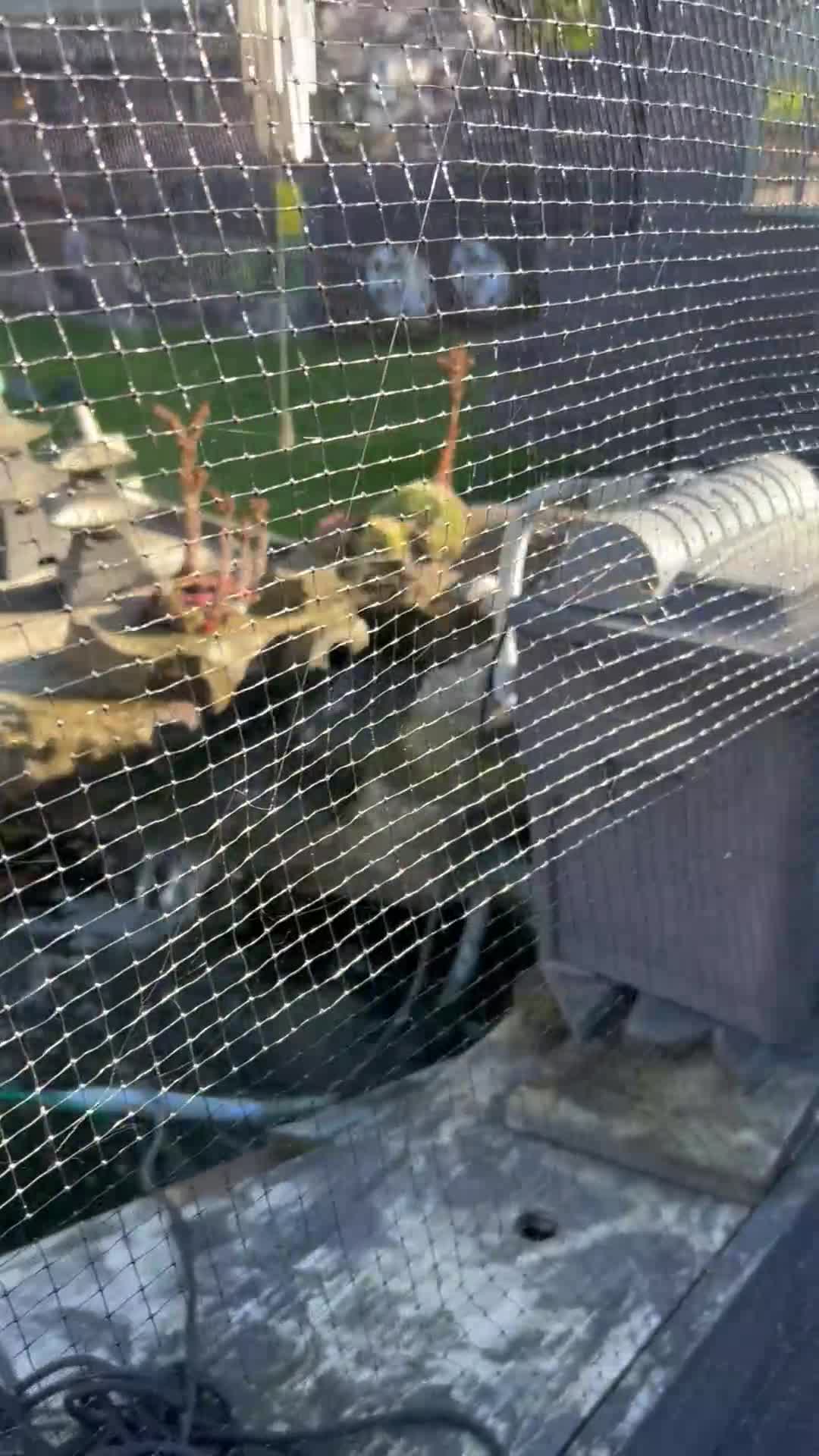 Other/Mixed Breed fish for sale: Pond closing down  - Video 1