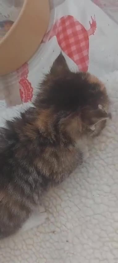 Ragdoll cats for sale: Very small size Rag Doll kittens.MumPersianRagDoll - Video 4