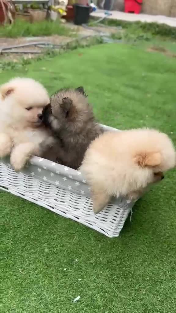Pomeranian dogs for sale: Beautiful Cream&Wolf Sable Male Pomeranian Puppies - Video 1