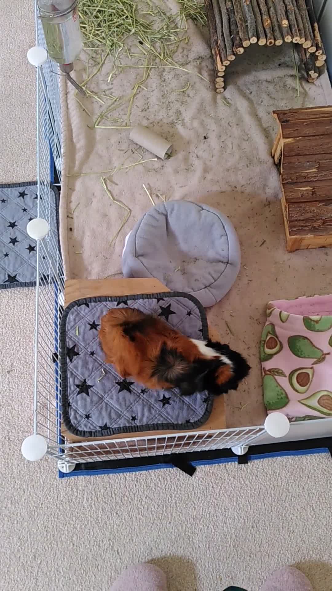 Guinea Pig rodents for sale: Two female guinea pigs - Video 2