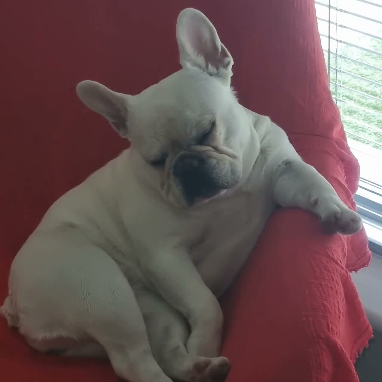 French Bulldog dogs for sale: 3 Year Old French Bulldog Looking for Loving Home - Video 4