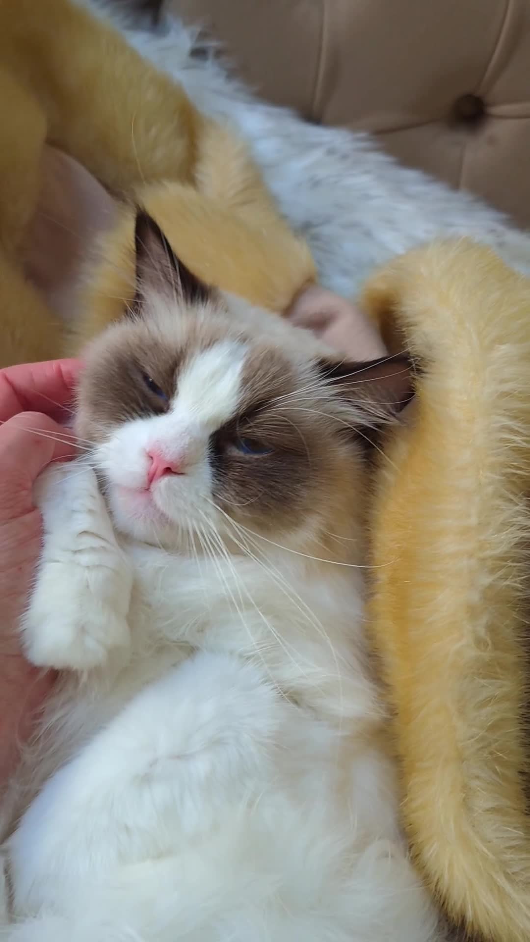 Ragdoll cats for sale: ✨ Exceptional Ragdolls,a distinguished lineage ✨ - Video 3