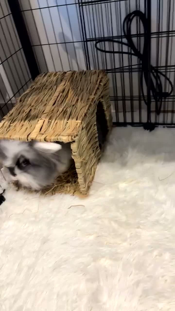 Lionhead rabbits for sale: Double maned lion head bunny - Video 1