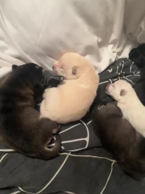 Mixed Breed dogs for sale: Chowski pups for sale - Video 1