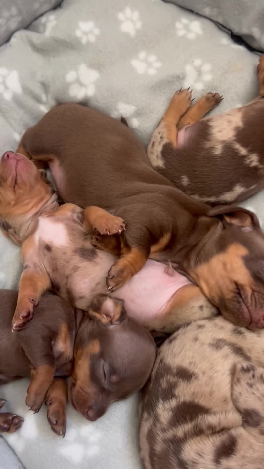 Dachshund dogs for sale: Delilah’s puppies - Video 1
