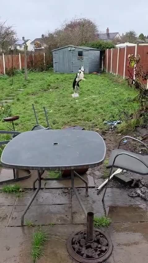 Border Collie dogs for adoption: ❤️Millie fabulous  18-month-old Border Collie ❤️ - Video 4