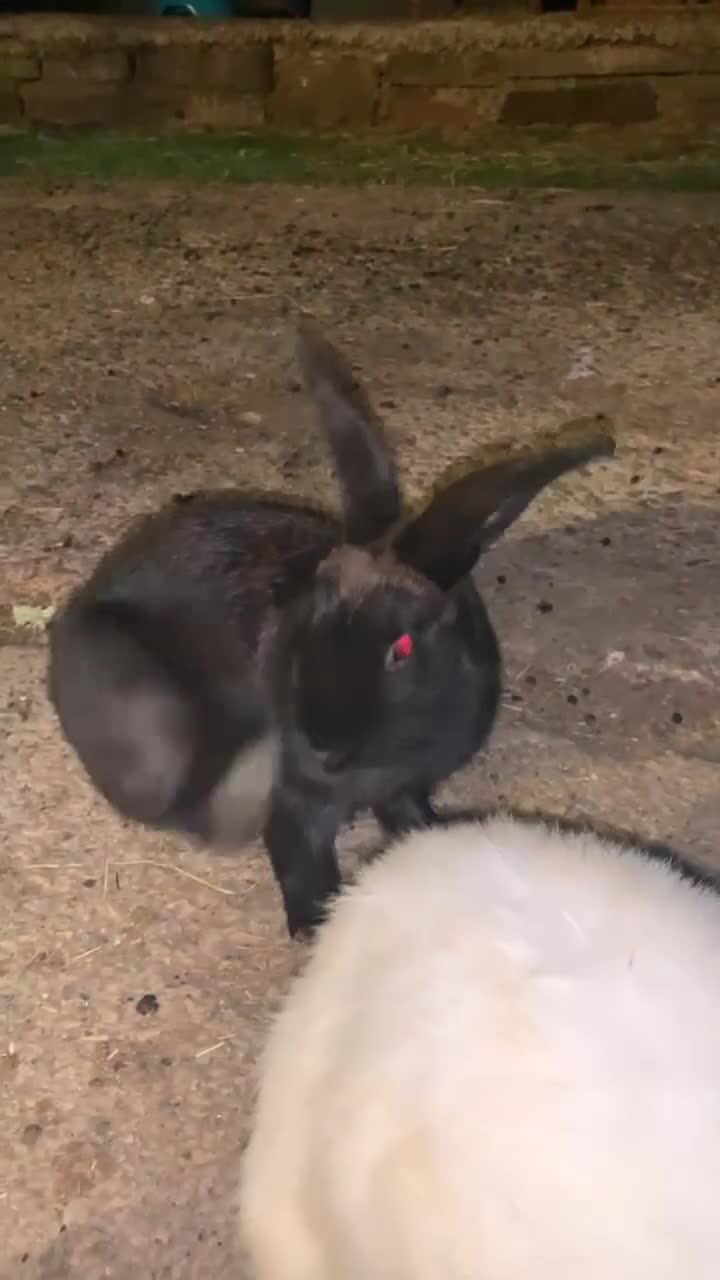 Alaska rabbits for sale: 2 year old black Alaskan rabbit  - Video 2