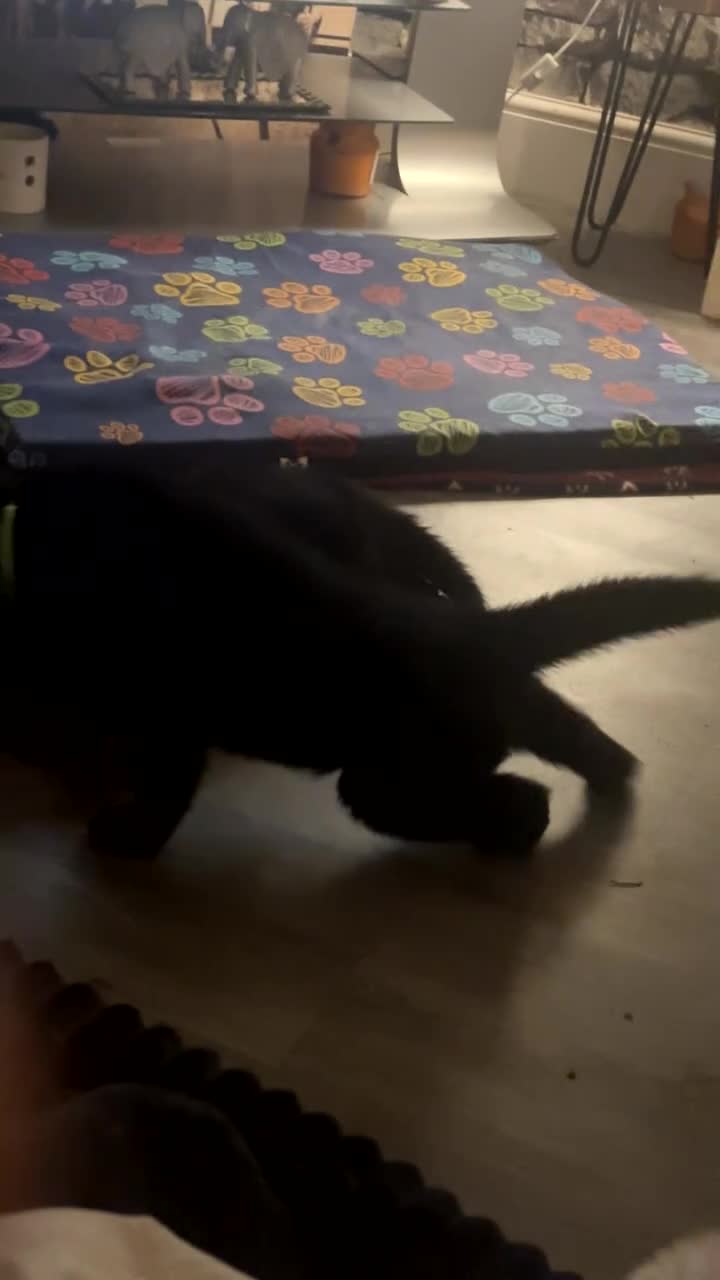 Shepsky dogs for sale: 5 beautiful shepskies - Video 1